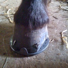 den ødelagte horn er fjernet og den nye sko er sat på.